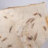 Best crab plate from California - Pinnixa - Image 4