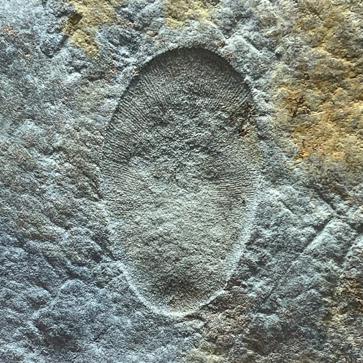 The signature Precambrian animal - Dickinsonia