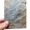 The signature Precambrian animal - Dickinsonia - Image 2