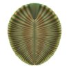 The signature Precambrian animal - Dickinsonia - Image 3