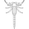 Huge Silurian scorpion - Eramoscorpius brucensis - Image 6