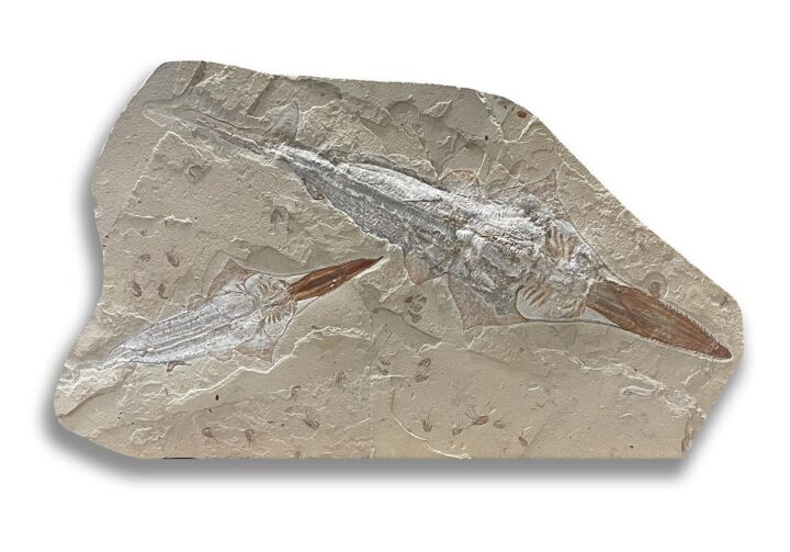 Enormous Cretaceous bat rays - Libanopristis