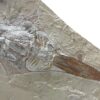 Enormous Cretaceous bat rays - Libanopristis - Image 3