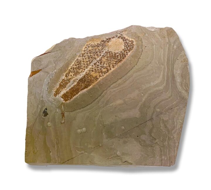 Cambrian mystery animal - Chancelloria