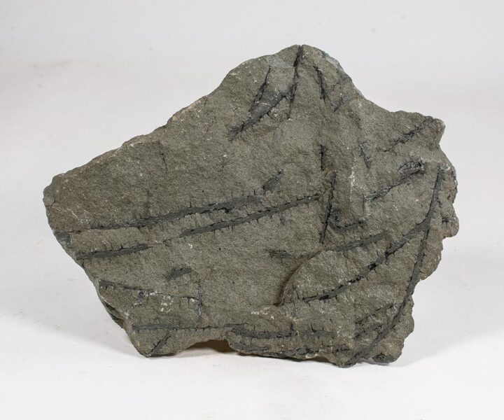 One of the earliest land plants - Psilophyton