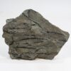 One of the earliest land plants - Psilophyton - Image 2