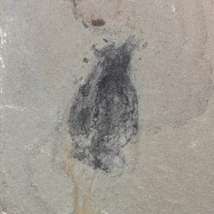 Cambrian Jellyfish - Thalassostaphylos