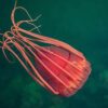 Cambrian Jellyfish - Thalassostaphylos - Image 3