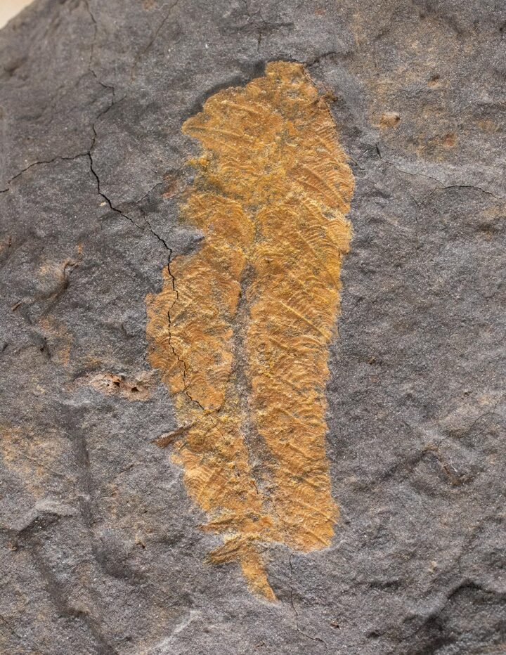Armored worm - Plumulites