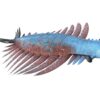 Cambrian anomalocaridid - Guanshancaris - Image 3