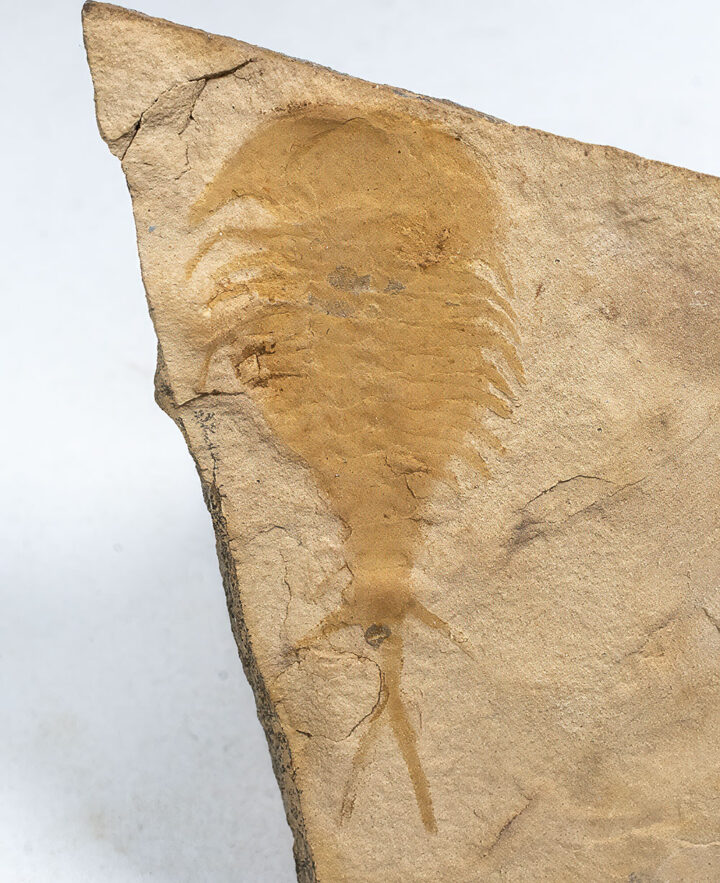 Upper Cambrian Softbodied Arthropod - Falcatamacaris