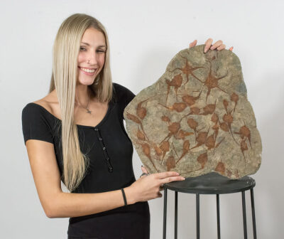 Carpoids And Starfish - Dendrocystites sp.