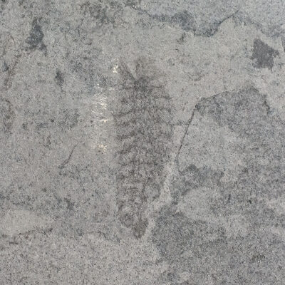 Rare Cambrian Arthropod - Cambropodus