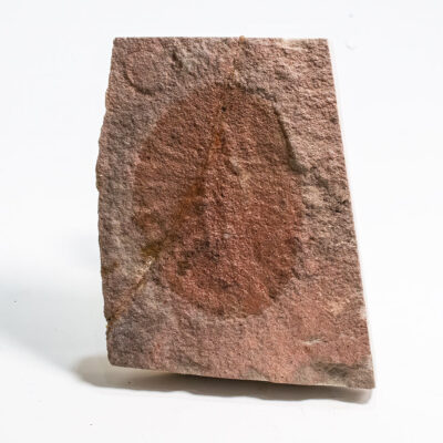 Ordovician Arthropod- Duslia sp.
