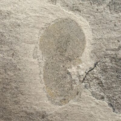 American Cambrian Naraoia