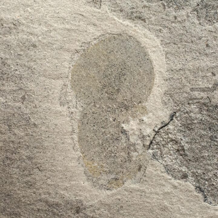 American Cambrian Naraoia