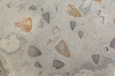 Cambrian Sponges and Trilobites- Diagoniella and Peronopsis