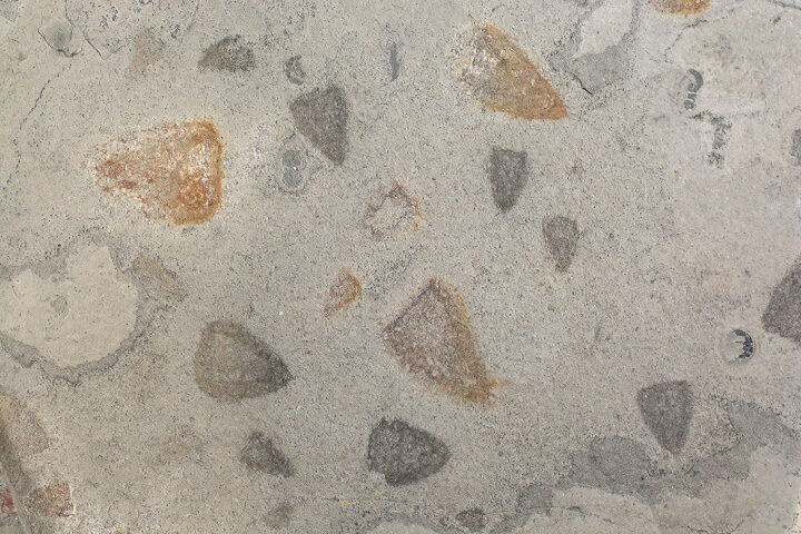 Cambrian Sponges and Trilobites- Diagoniella and Peronopsis