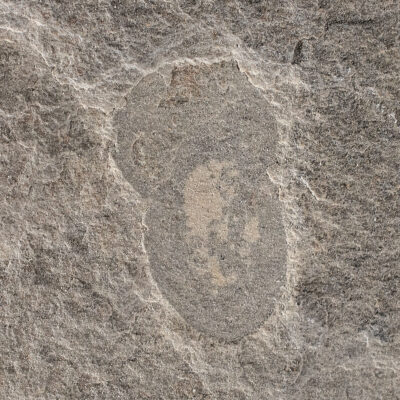 American Cambrian Naraoia