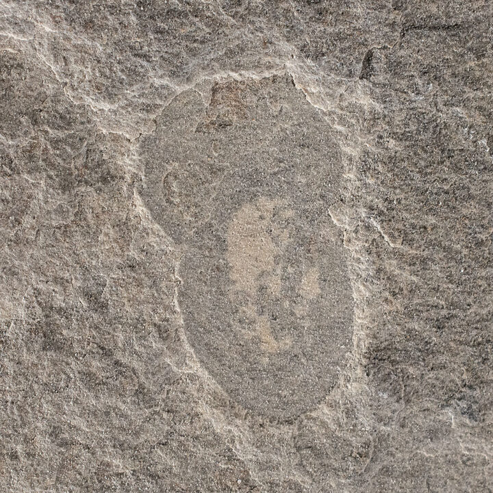 American Cambrian Naraoia