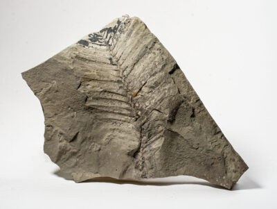 Alaskan Jurassic cycad - Otozamites