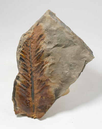 Jurassic cycad - Otozamites