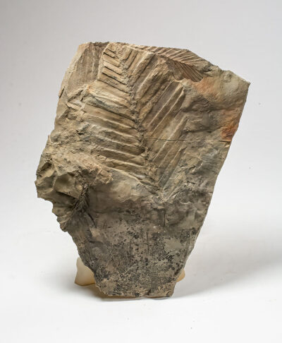 Cycad from Alaska - Otozamites