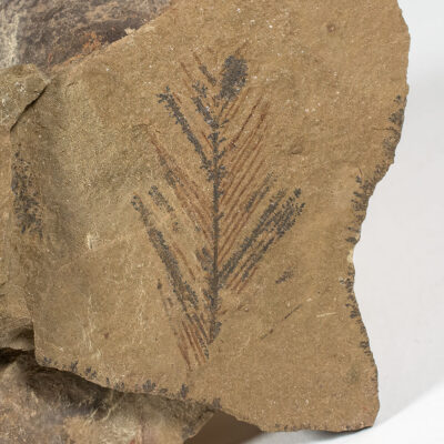 Benthic Graptolite - Webbyites felix