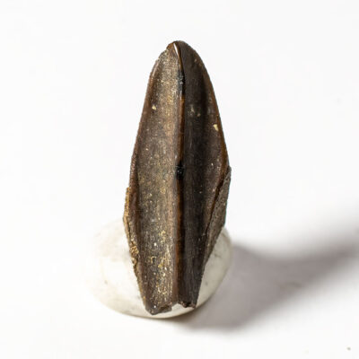 Hadrosaur Tooth- Edmontosaurus