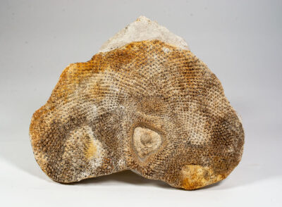 Ordovician Problematica - Receptaculites