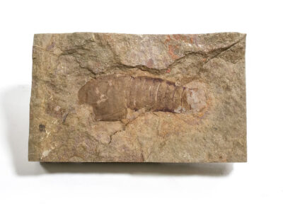 Rare Arthropod-Thelxiope