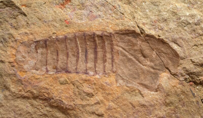 Softbodied Arthropod-Thelxiope