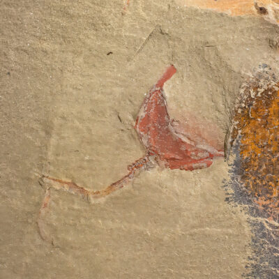 Carpoid - Thoralicystis zagoraensis