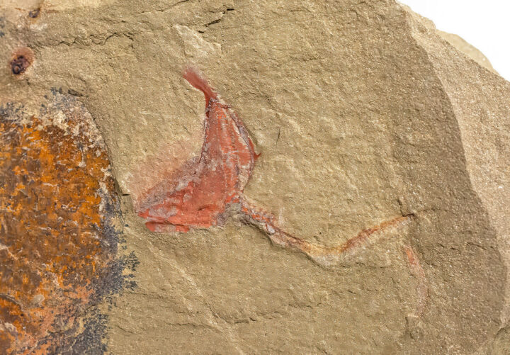 Carpoid - Thoralicystis zagoraensis