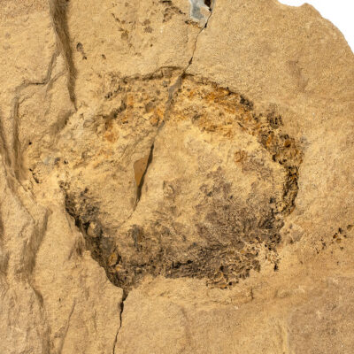 Early Cambrian Echinoderm - Camptostroma