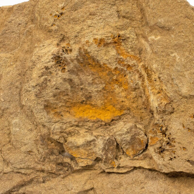 Echinoderm-Camptostroma roddyi