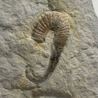 Heteromorph Ammonite -Ancycloceras