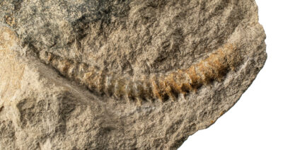 Heteromorph - Spiroceras