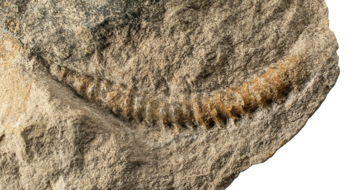 Heteromorph - Spiroceras