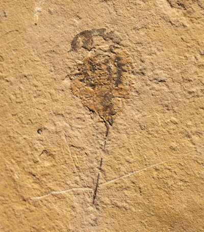 Cambrian Synziphosurine Arthropod