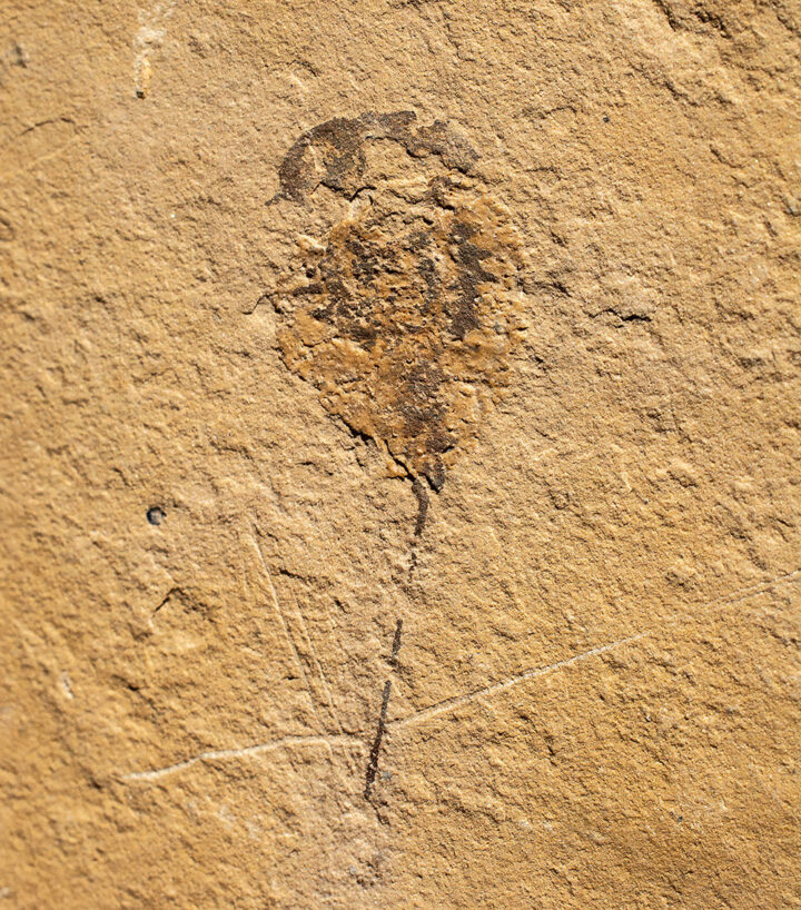 Cambrian Synziphosurine Arthropod