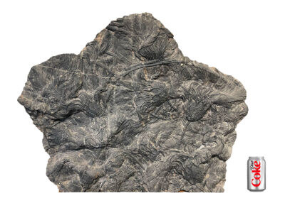 Huge Crinoid Slab - Scyphocrinites