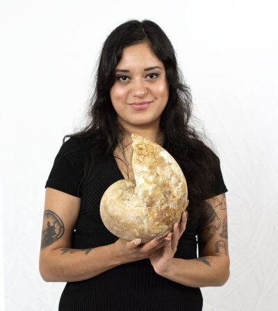 Rare Australian Nautiloid - Eutrephoceras geelongensis