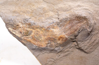 Rare Bear Gulch Coelacanth - Caridosuctor