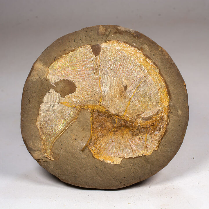 Ammonite Bitten By A Mosasaur