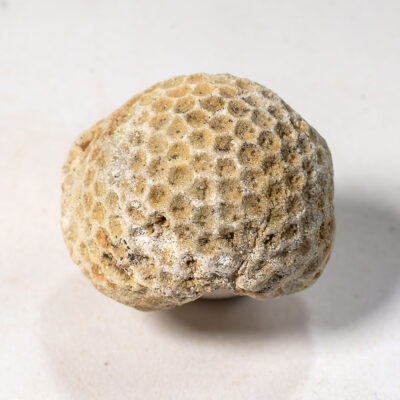 Dasyclade Algae-Cyclocrinities dactyloides