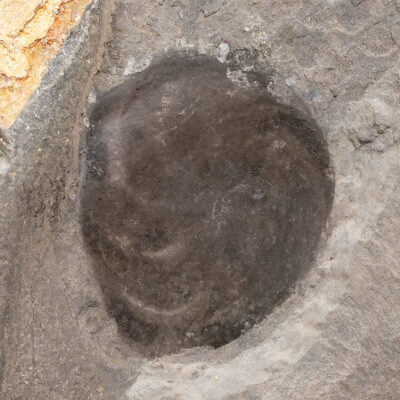 Precambrian Problematica - Eoandromeda