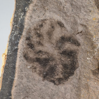 Enigmatic Ediacaran - Eoandromeda