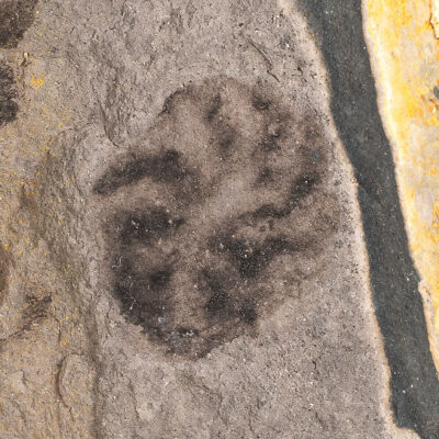 Ediacaran from China - Eoandromeda octobrachiata