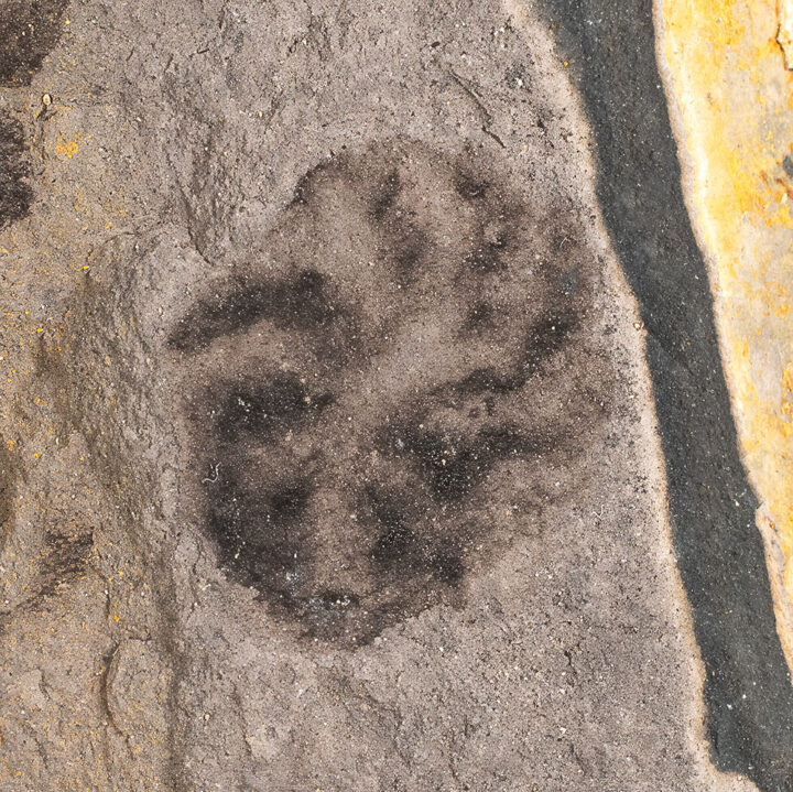 Ediacaran from China - Eoandromeda octobrachiata